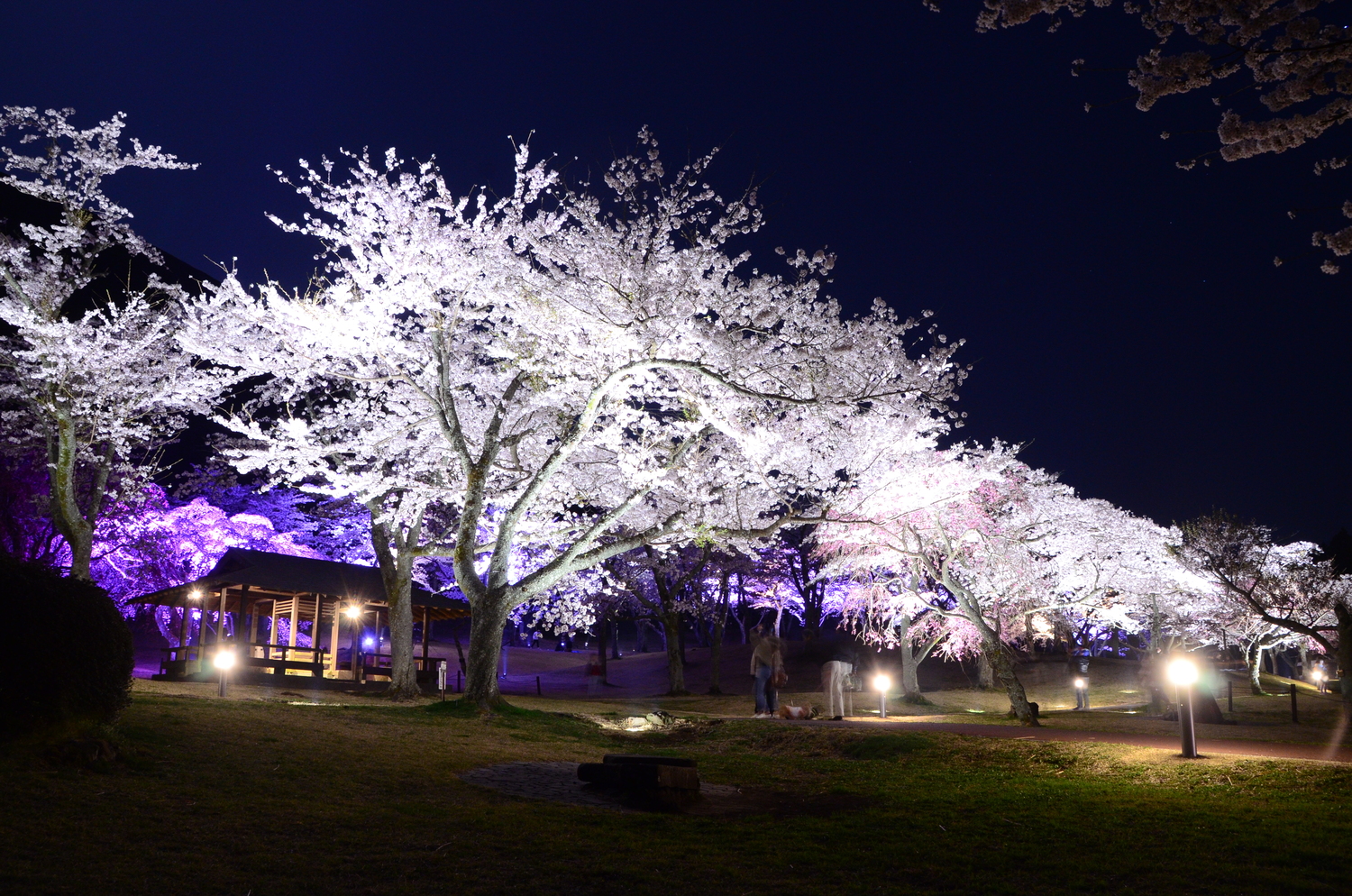さくらの里夜桜観賞会②