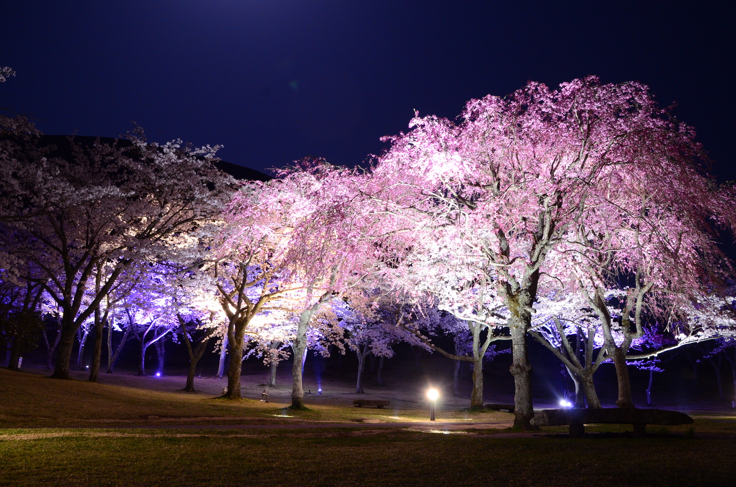 さくらの里夜桜観賞会①