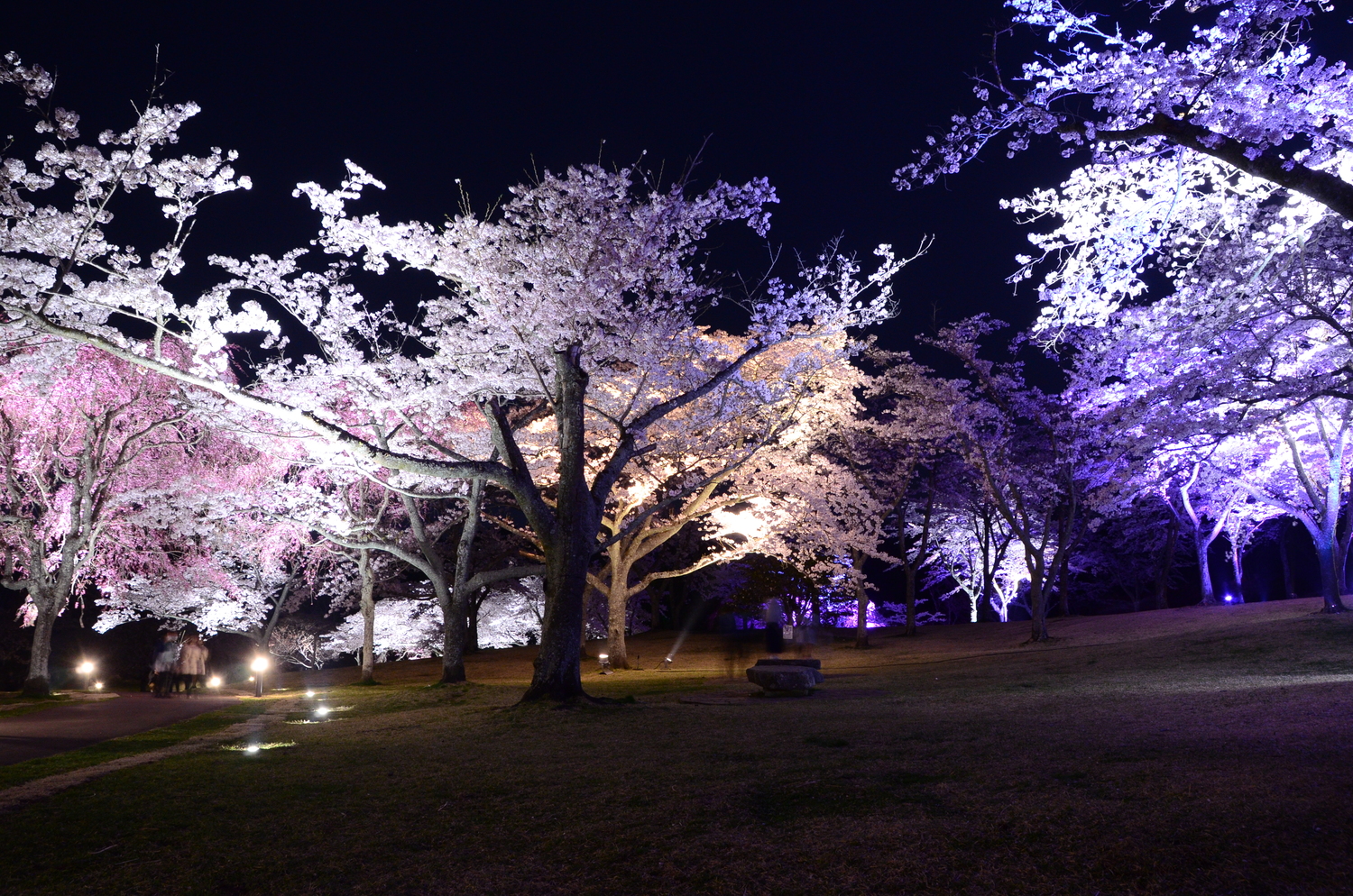 さくらの里夜桜観賞会③