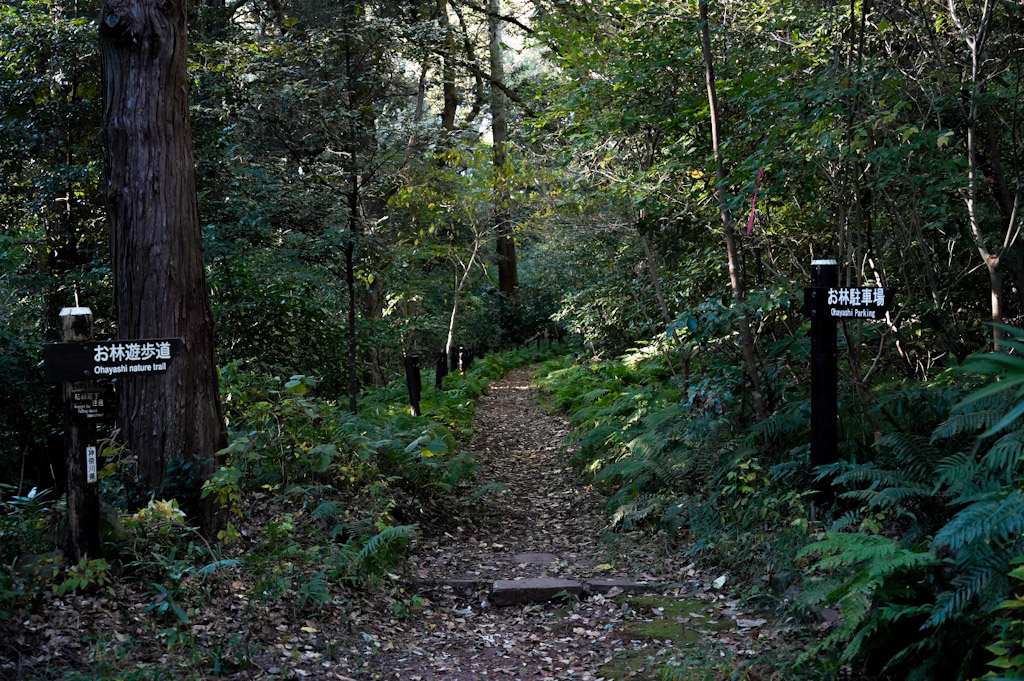 Manazuru Ohayashi1