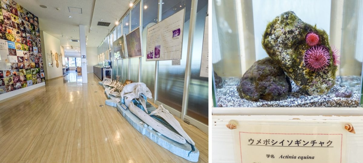 Endo Kairui museum5
