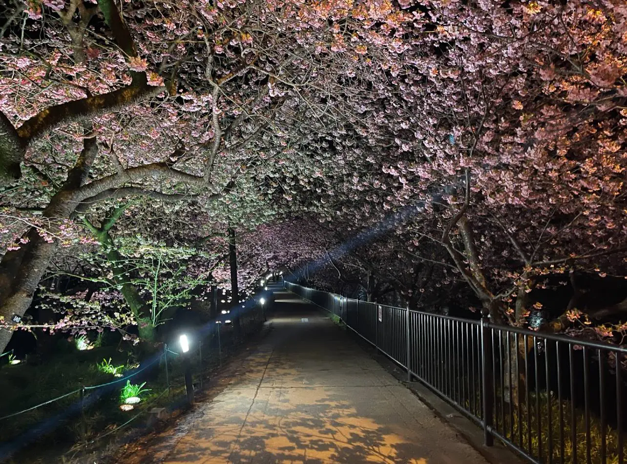 河津桜まつり