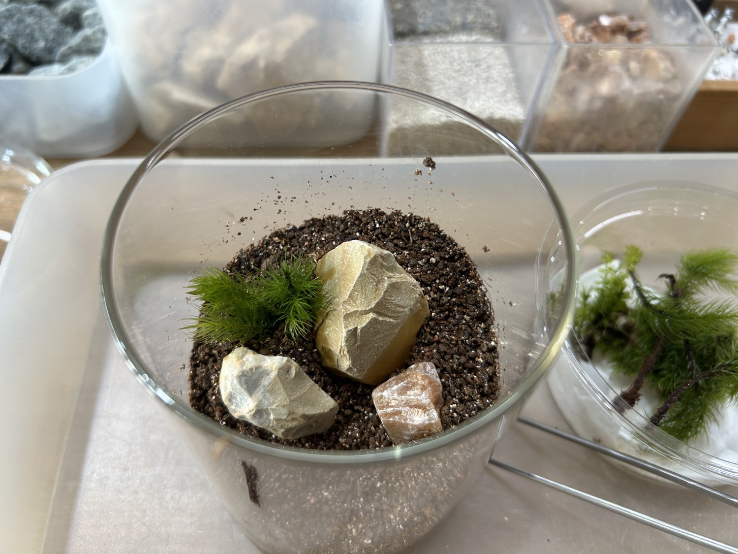 苔むすび9