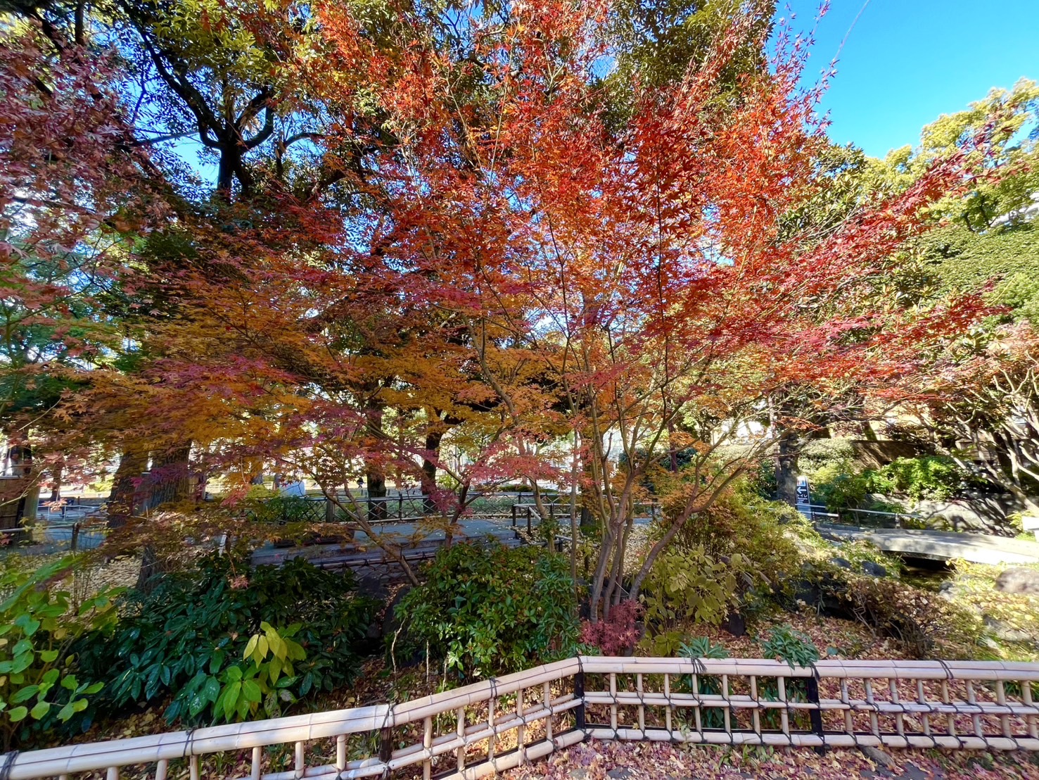 彼我庭園の紅葉