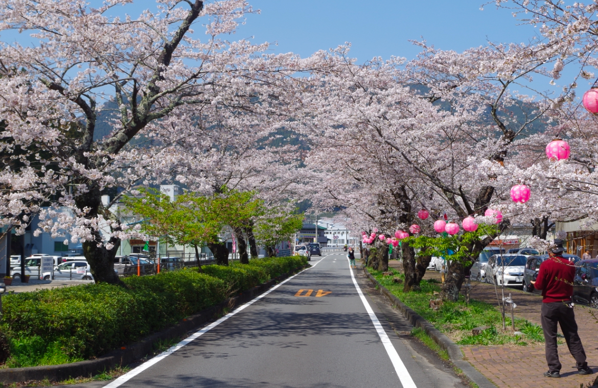 かわね桜まつり_桜トンネル