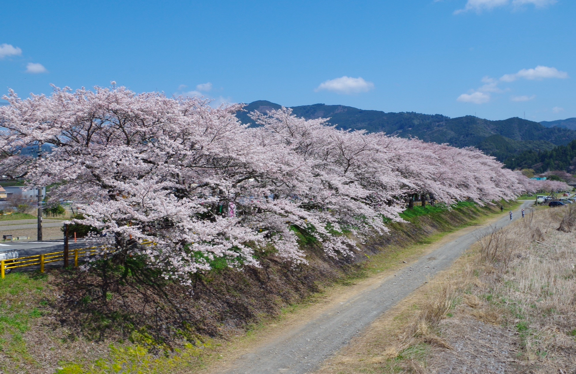 かわね桜まつり_河川敷