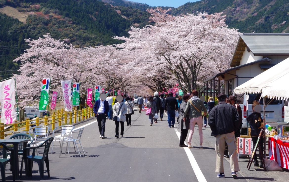かわね桜まつり_イベント_特産品_川根茶接待