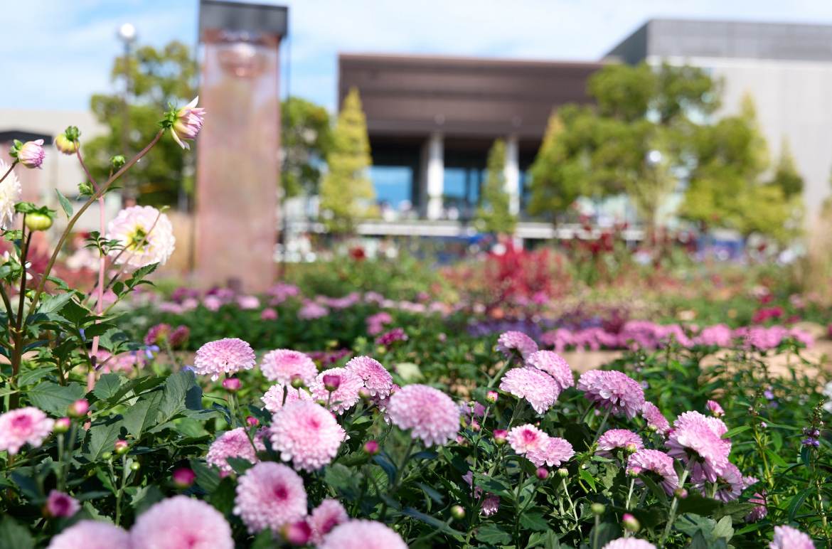 春のかわさきフェア_富士見公園_秋の花
