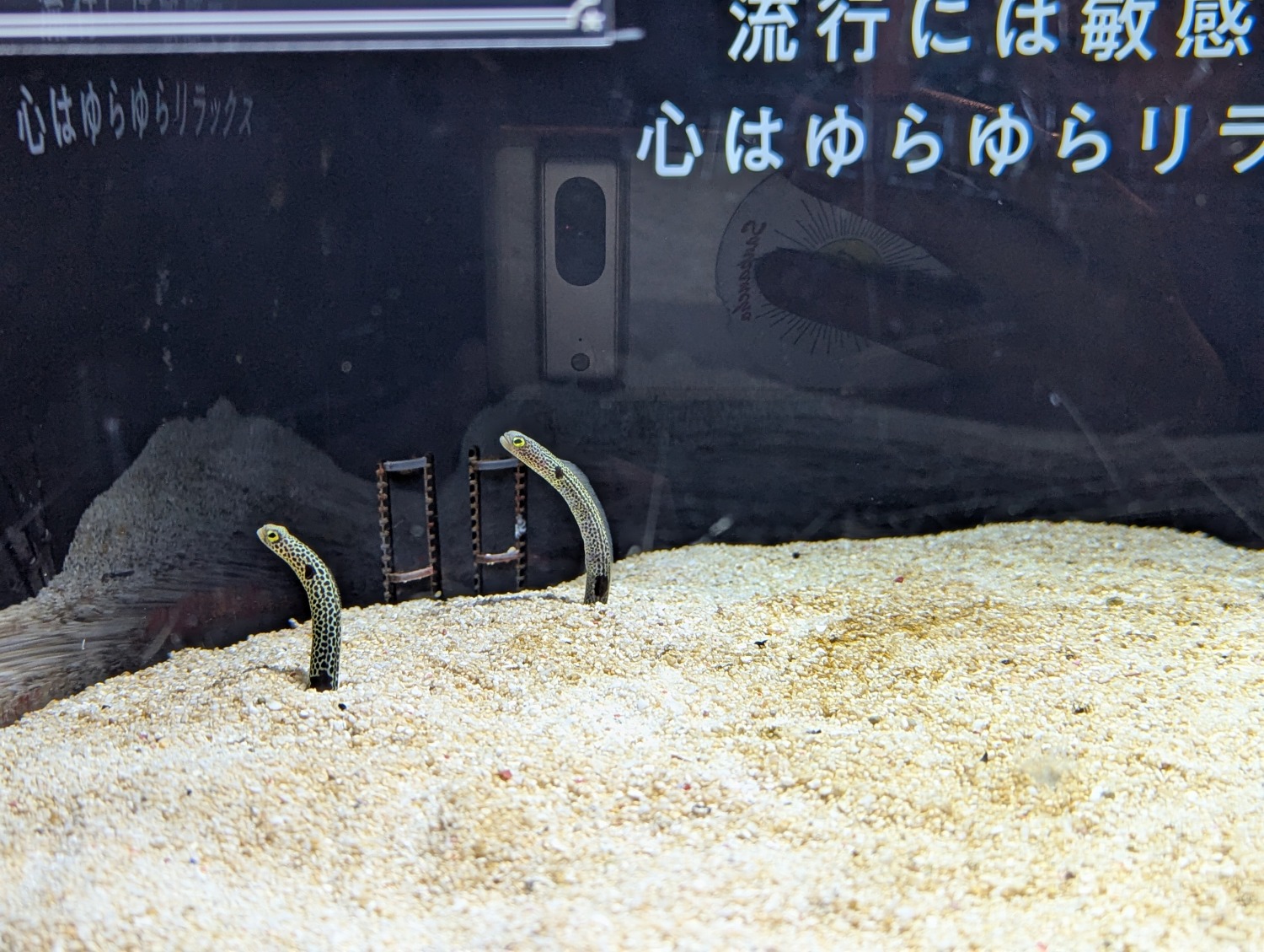 開運水族館　チンアナゴ