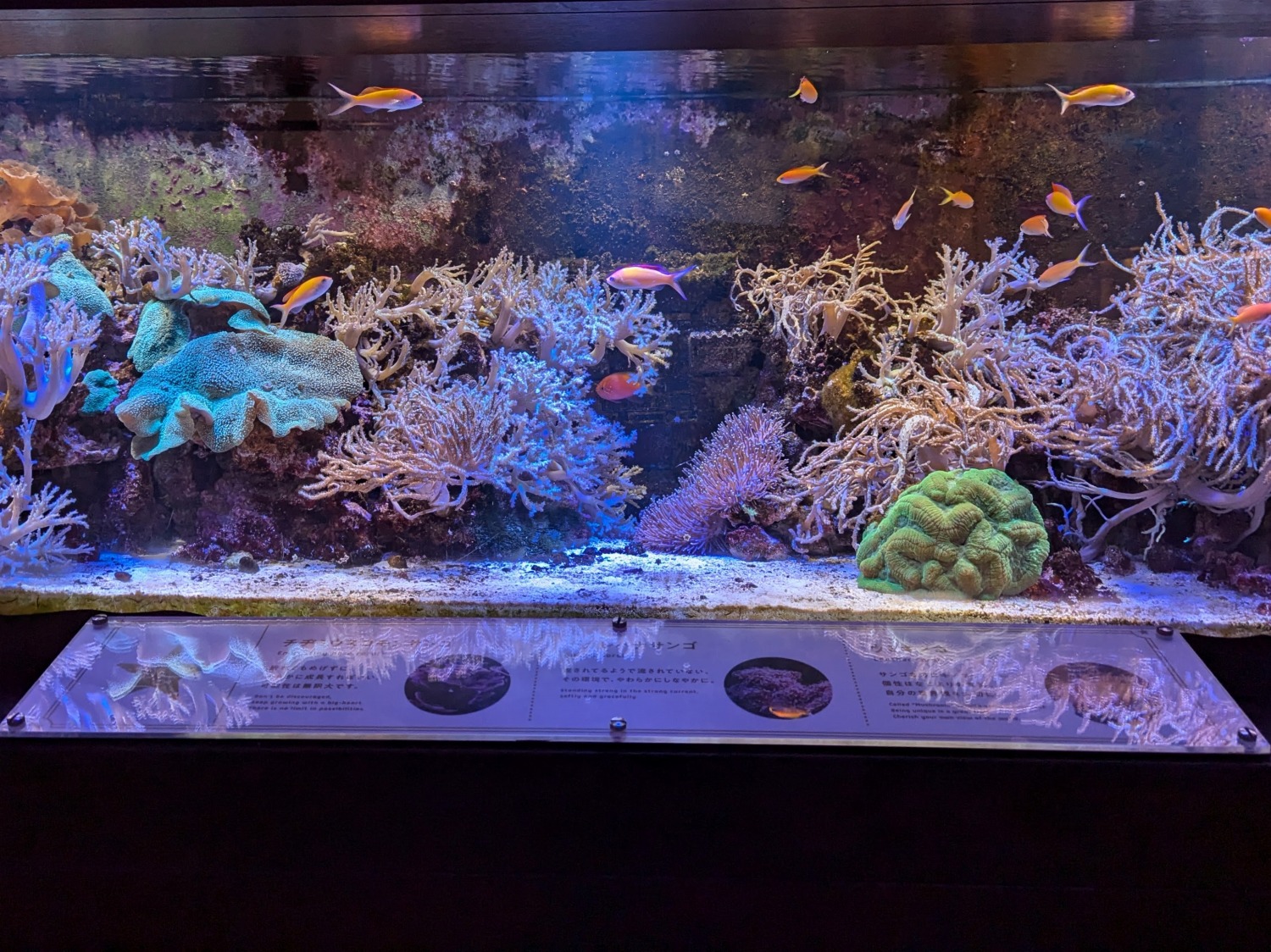 開運水族館　珊瑚運の水槽