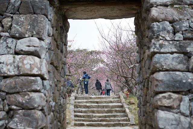 今帰仁グスク桜まつり3