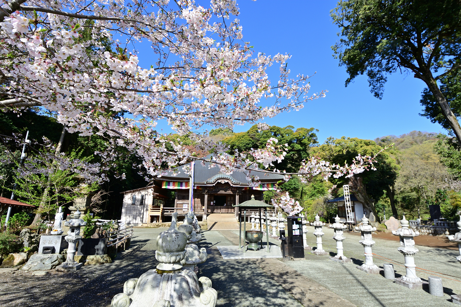 あつぎ飯山桜まつり