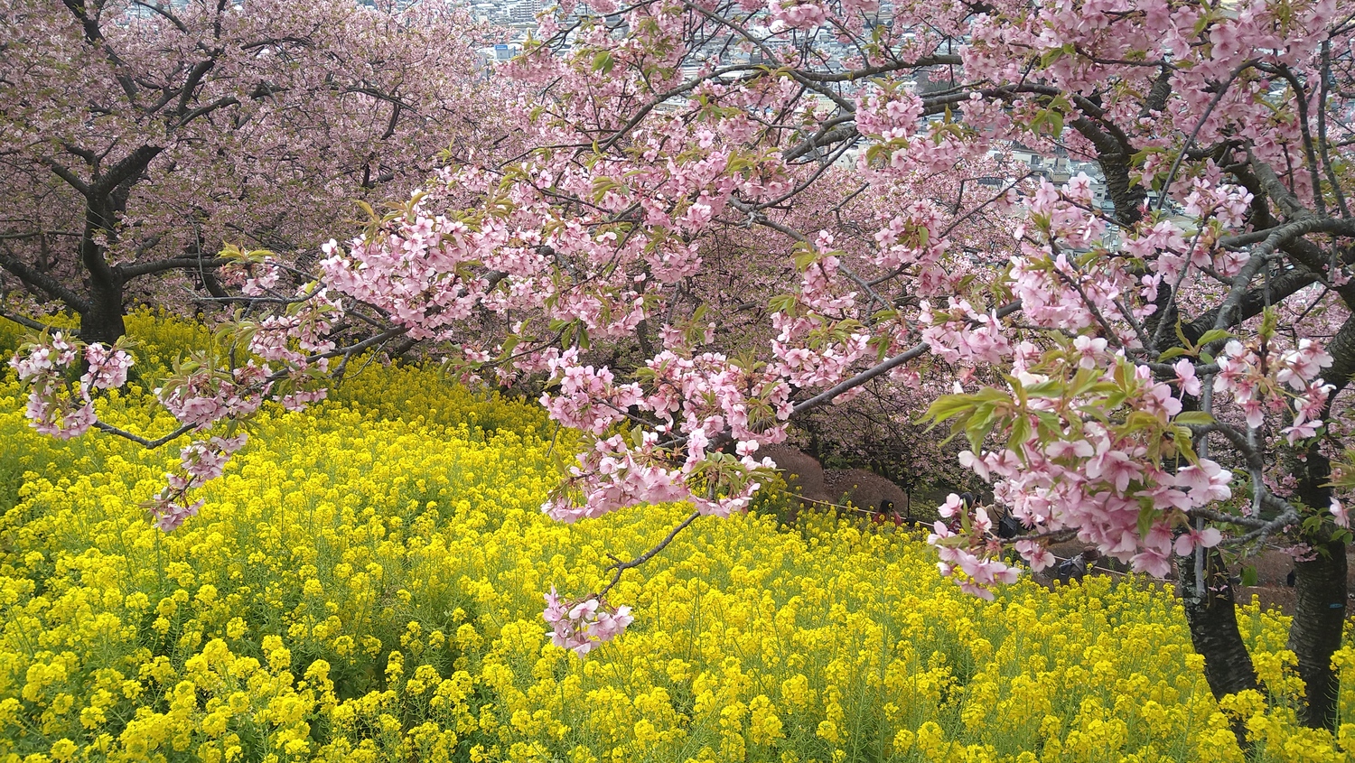 まつだ桜まつり2