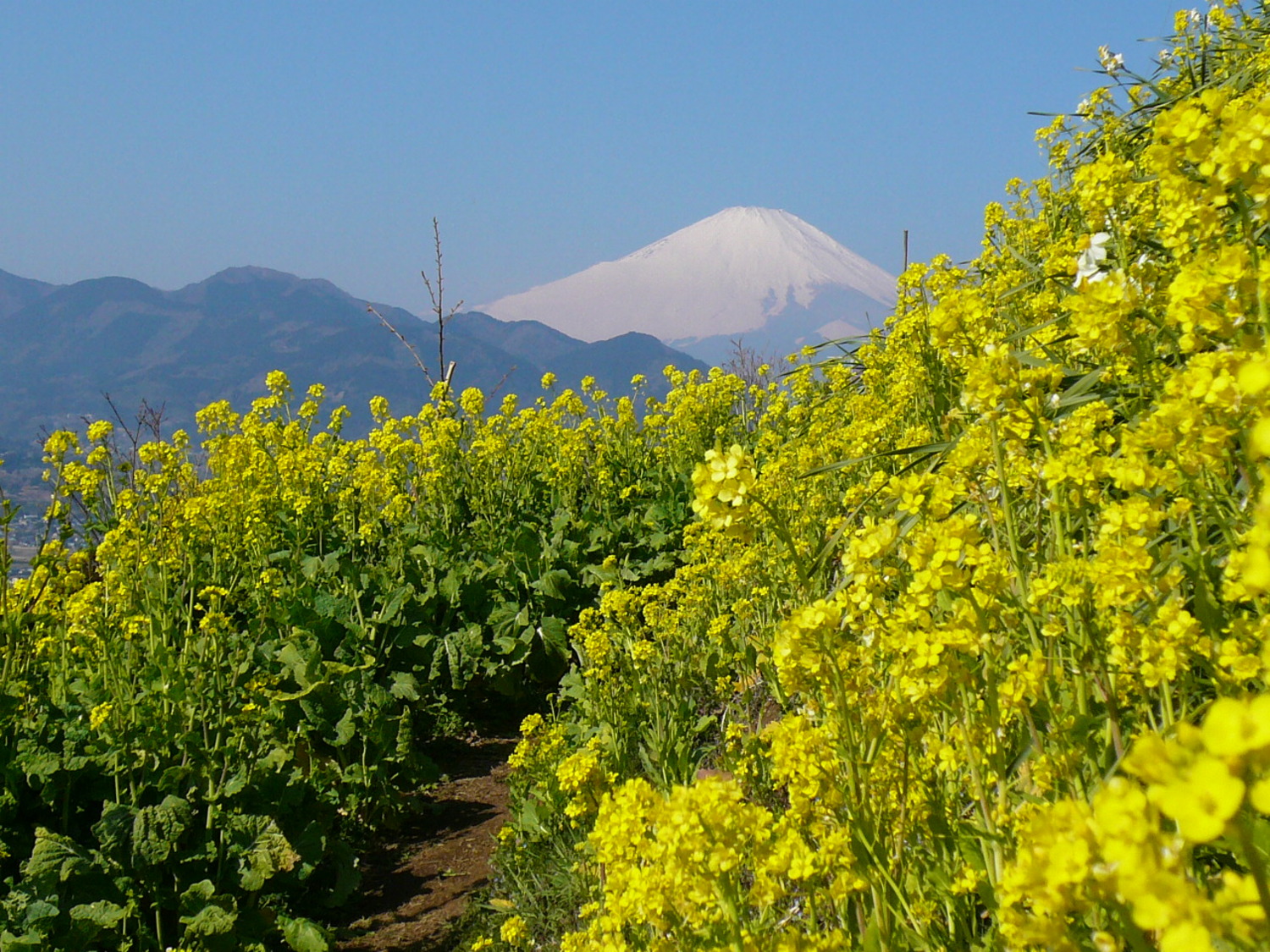 あぐりパーク嵯峨山苑2