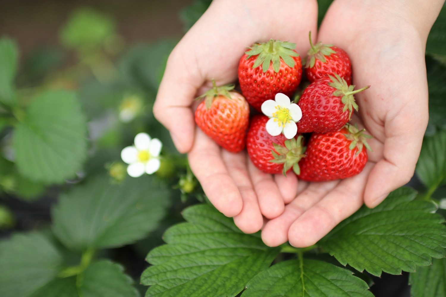 津久井浜観光農園