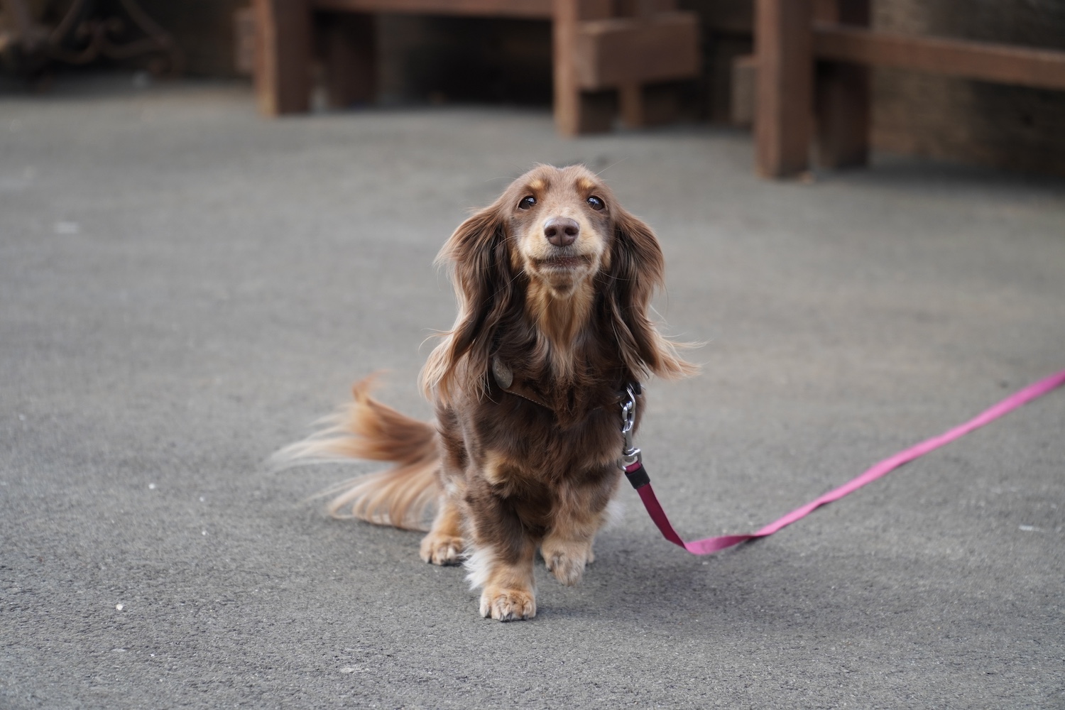 カフェ リリオ＿看板犬