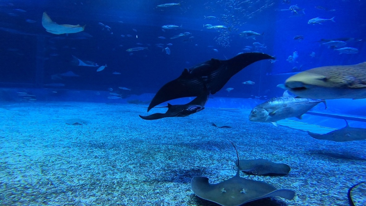 沖縄美ら海水族館