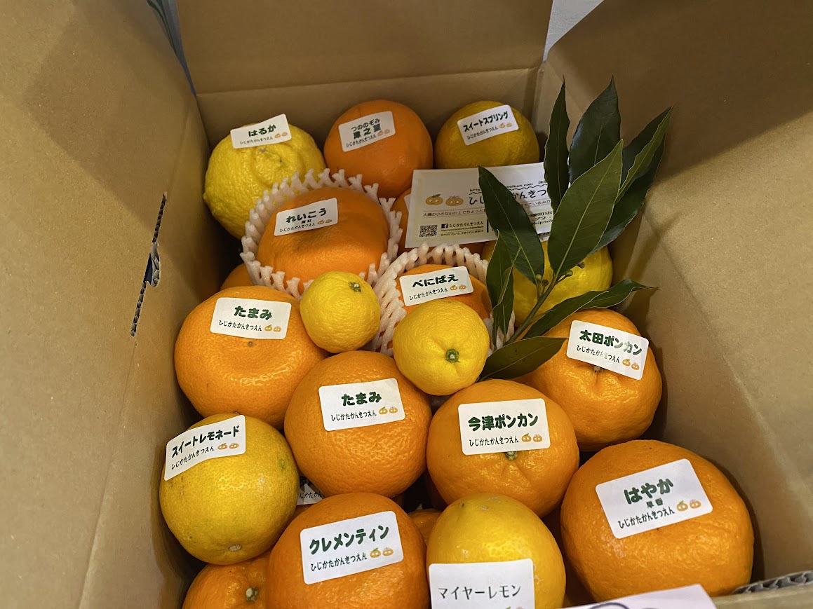 食べ比べができる柑橘セット