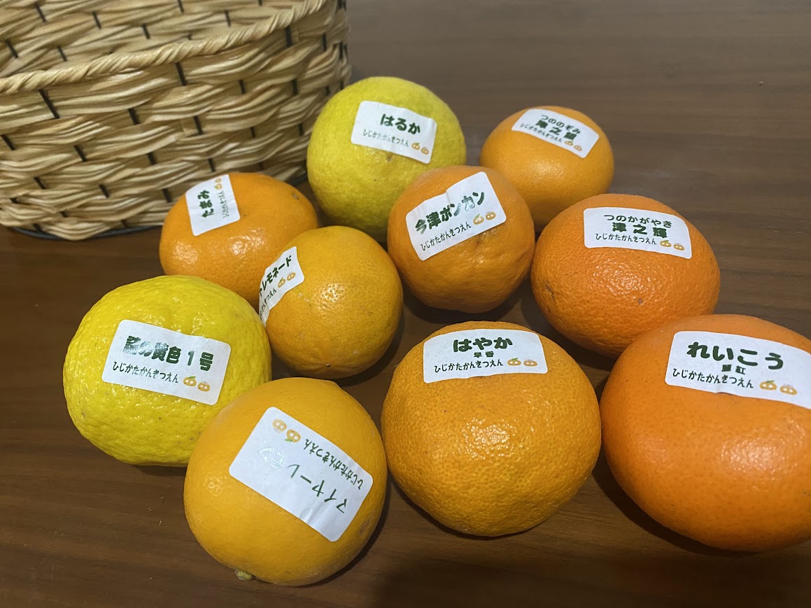 柑橘はなんと100以上！大磯「ひじかたかんきつえん」で旬の味を発見