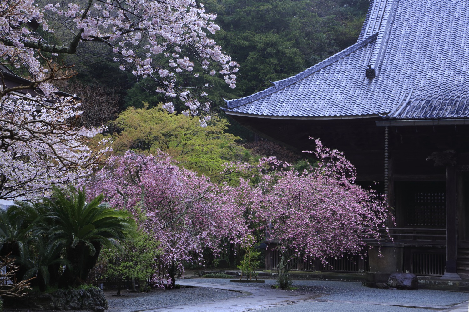 妙本寺　桜