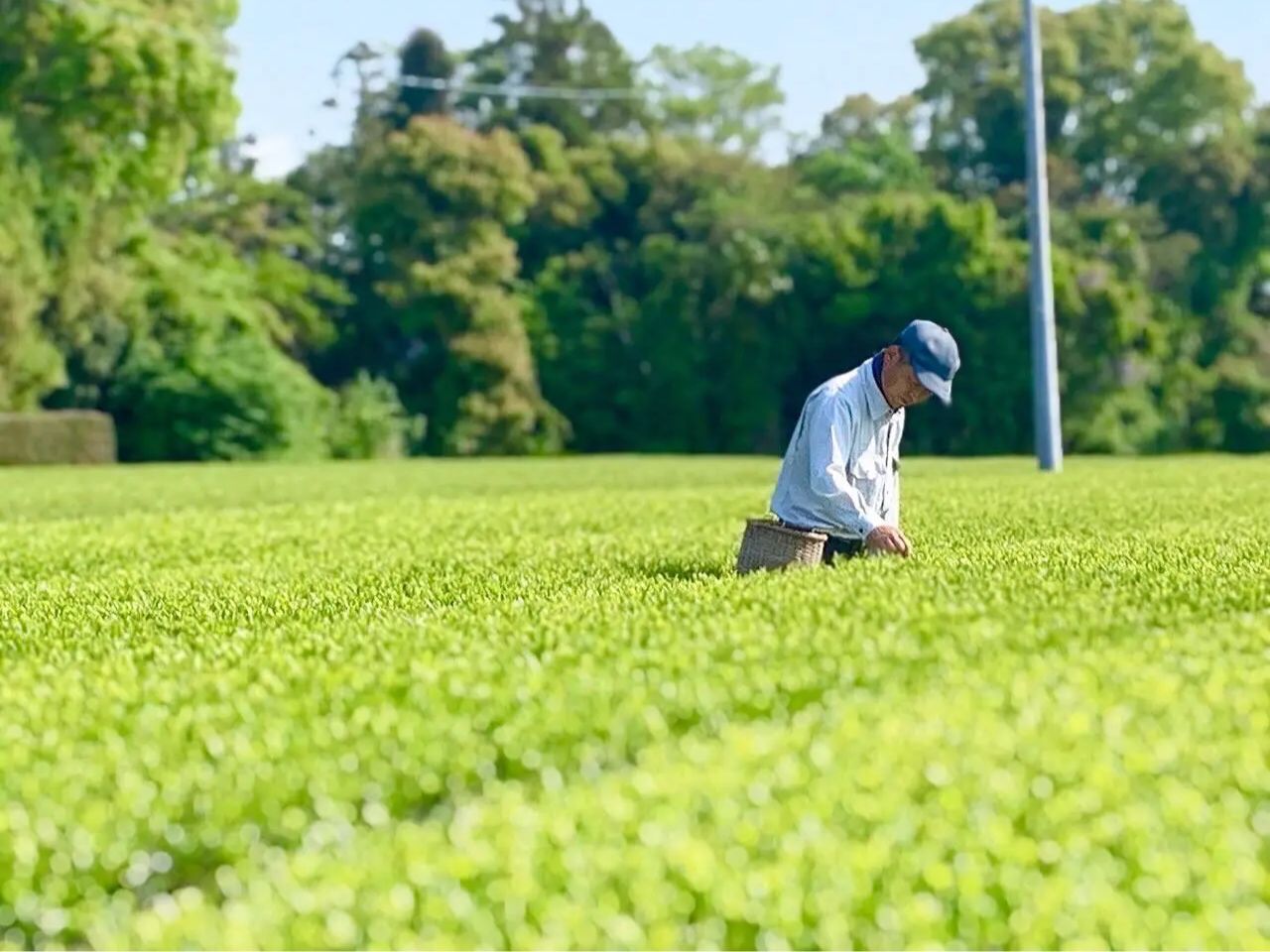 静岡の名産のお茶。春に味わる特別な新茶の味。