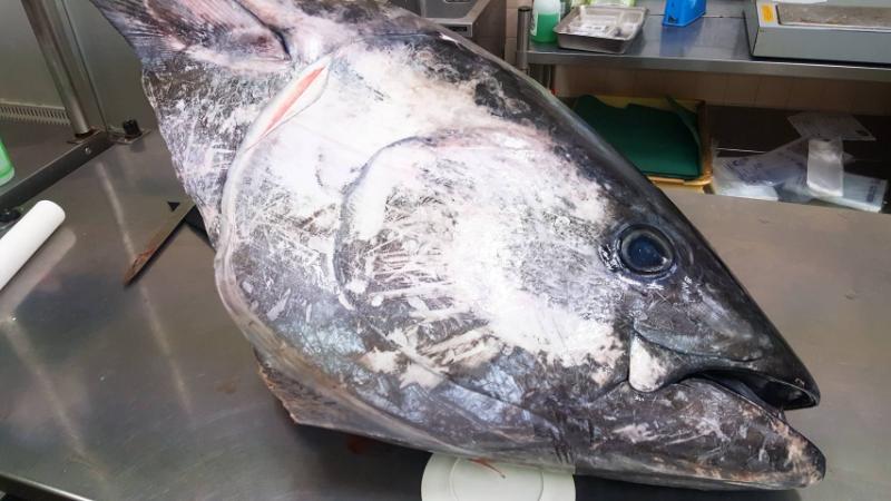 海天すしマグロ1