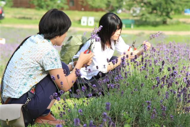 NANAKAの花畑