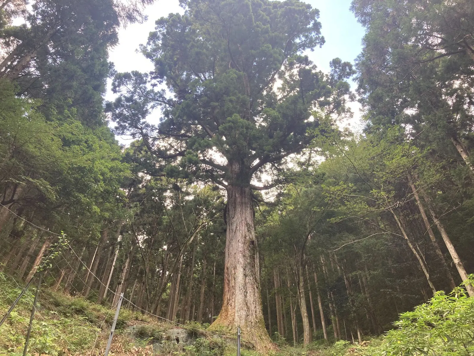 天城の太郎杉