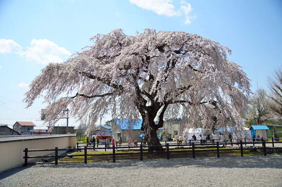 「法亀寺(ほうきじ)のシダレ桜」北斗市に咲き誇る樹齢300年の春の絶景