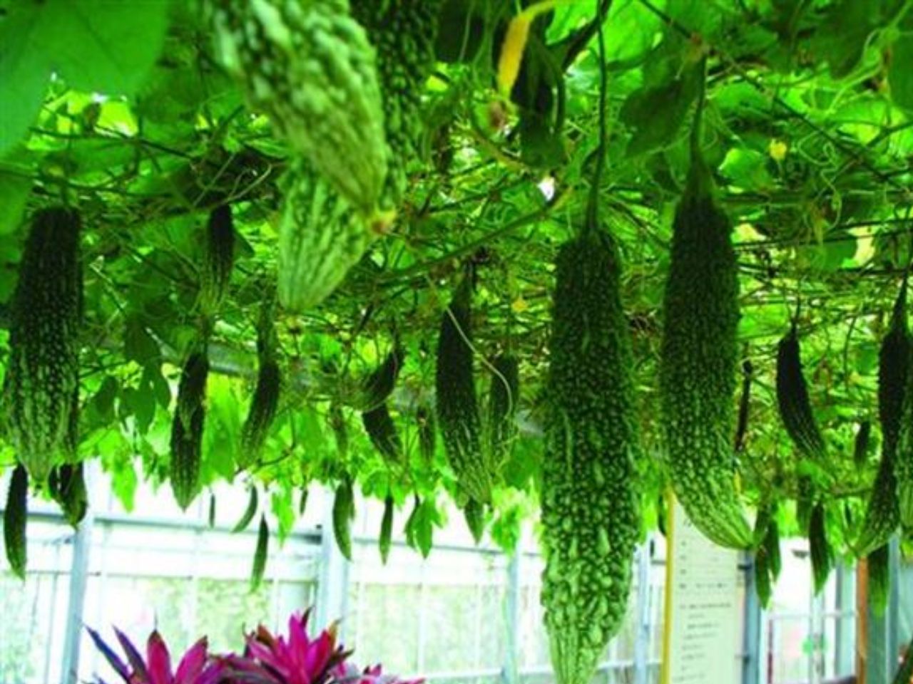 5月8日はゴーヤーの日、旬の沖縄県野菜を楽しもう