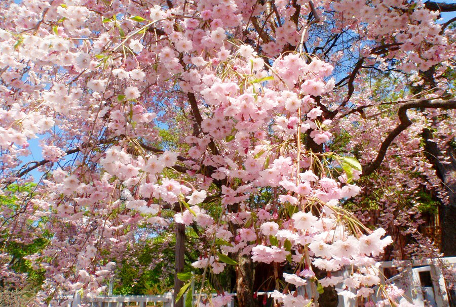 北海道_桜_小樽市_おたる宏楽園