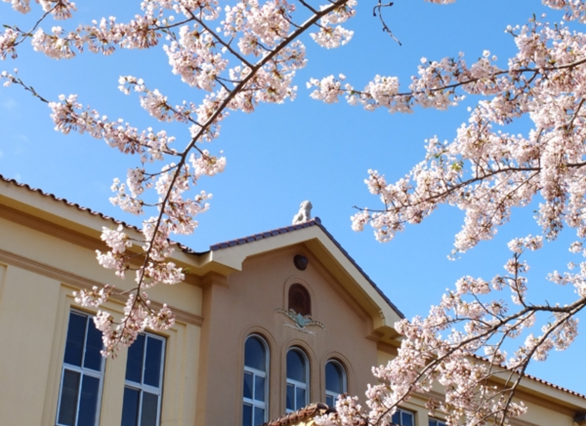 北海道_桜_函館市_函館公園_夜桜