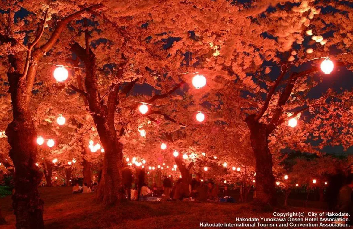 北海道_桜_函館市_五稜郭公園_夜桜