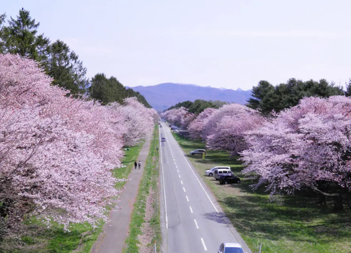 北海道_日高郡_桜_静内二十間道路桜並木