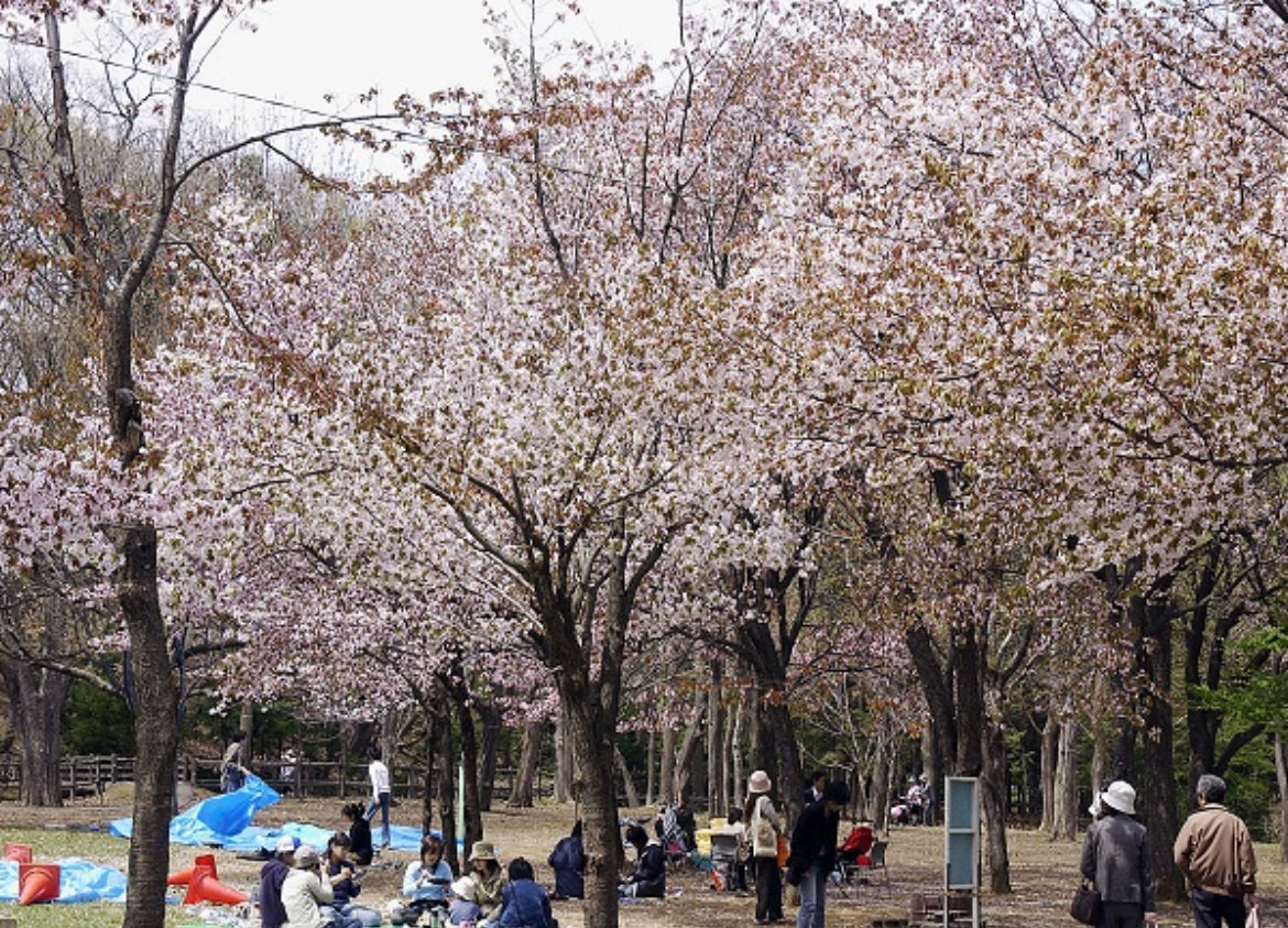 北海道_札幌_桜_円山公園