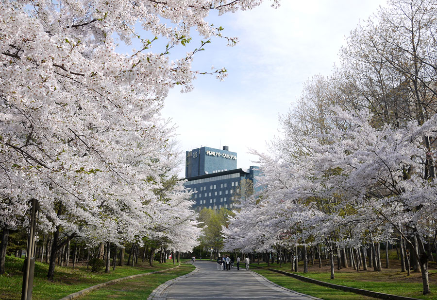 北海道_札幌市_中島公園_桜