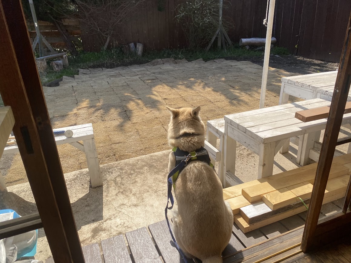お庭を見つめる光太郎くん