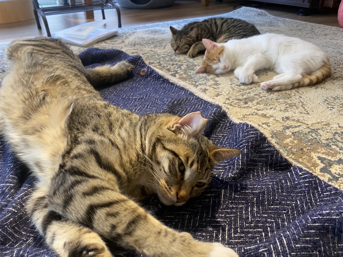 猫たちがくつろぐ様子