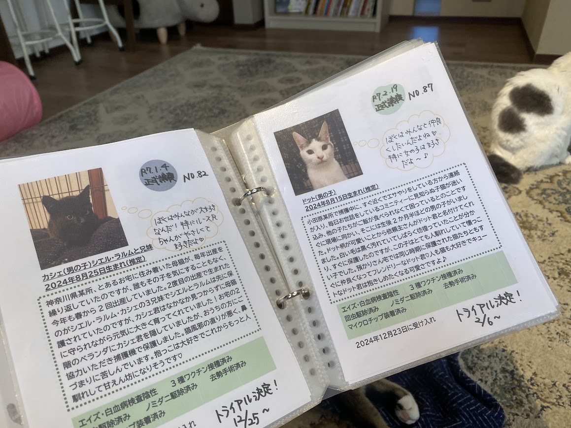 猫の情報ファイル
