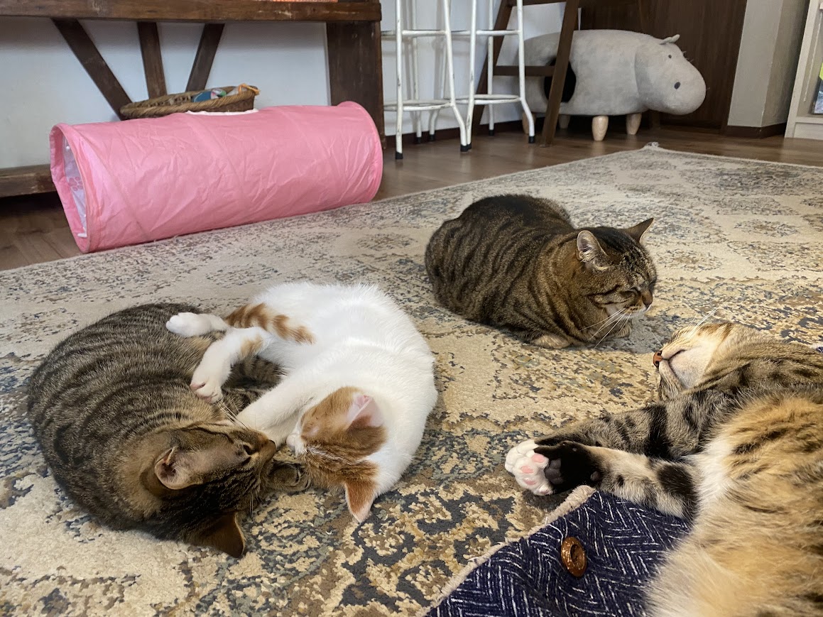 カーペットでくつろぐ猫たち