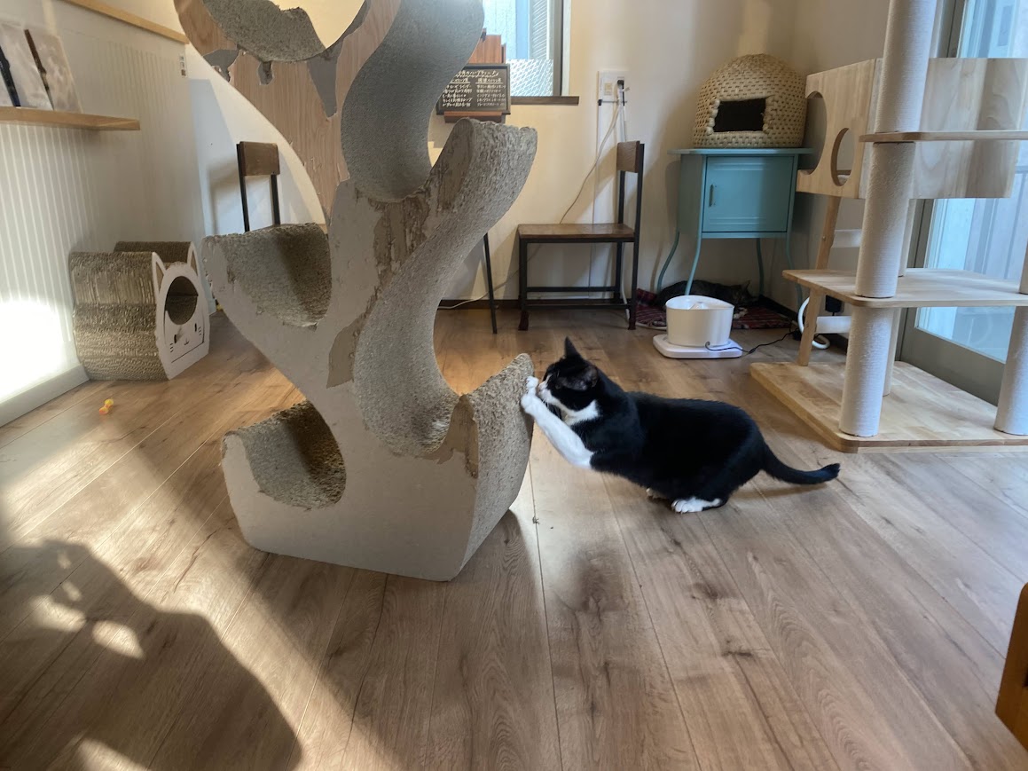 爪を研ぐ猫