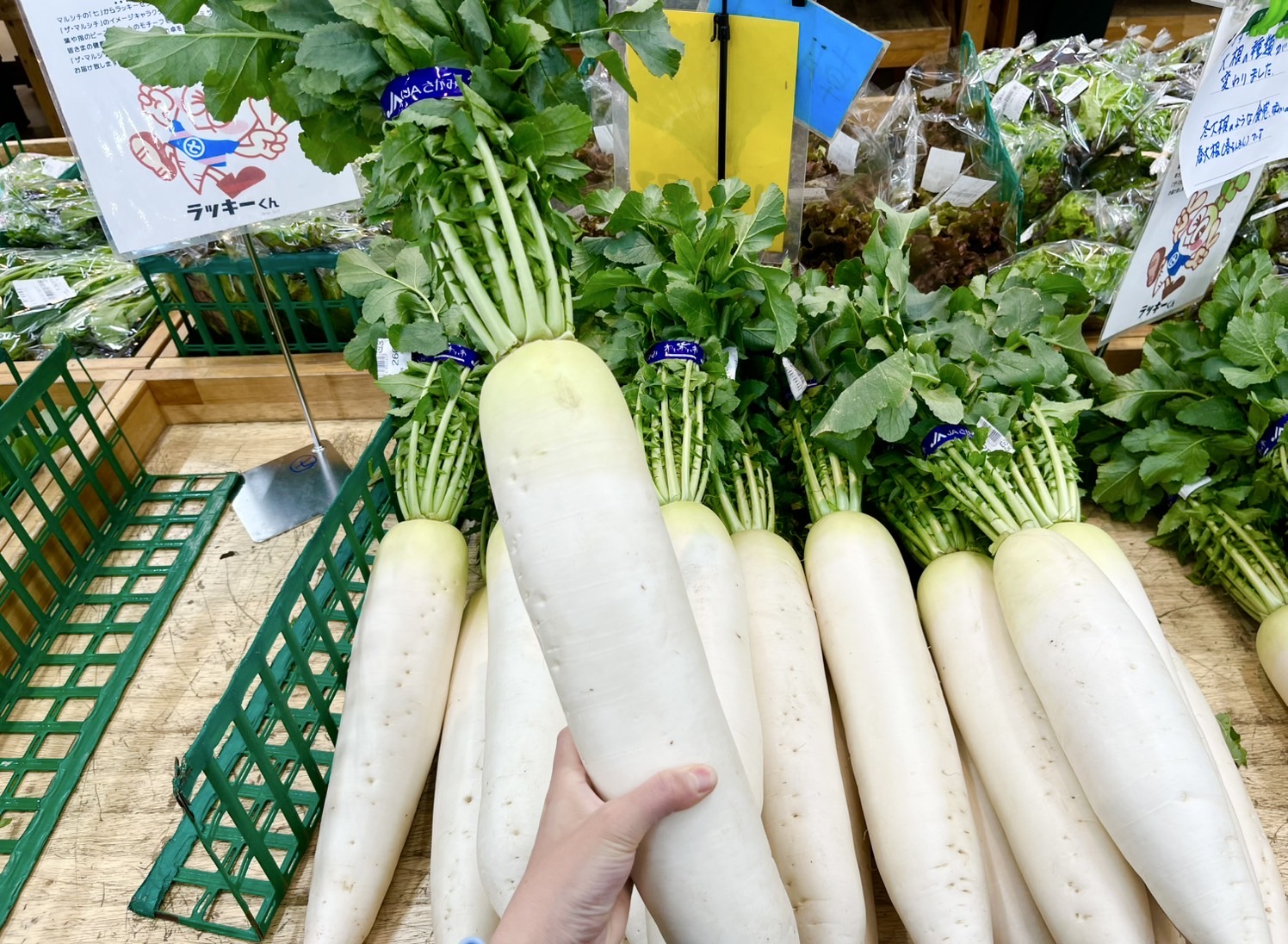 大根の写真