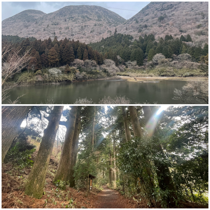 お玉ヶ池＆杉並木