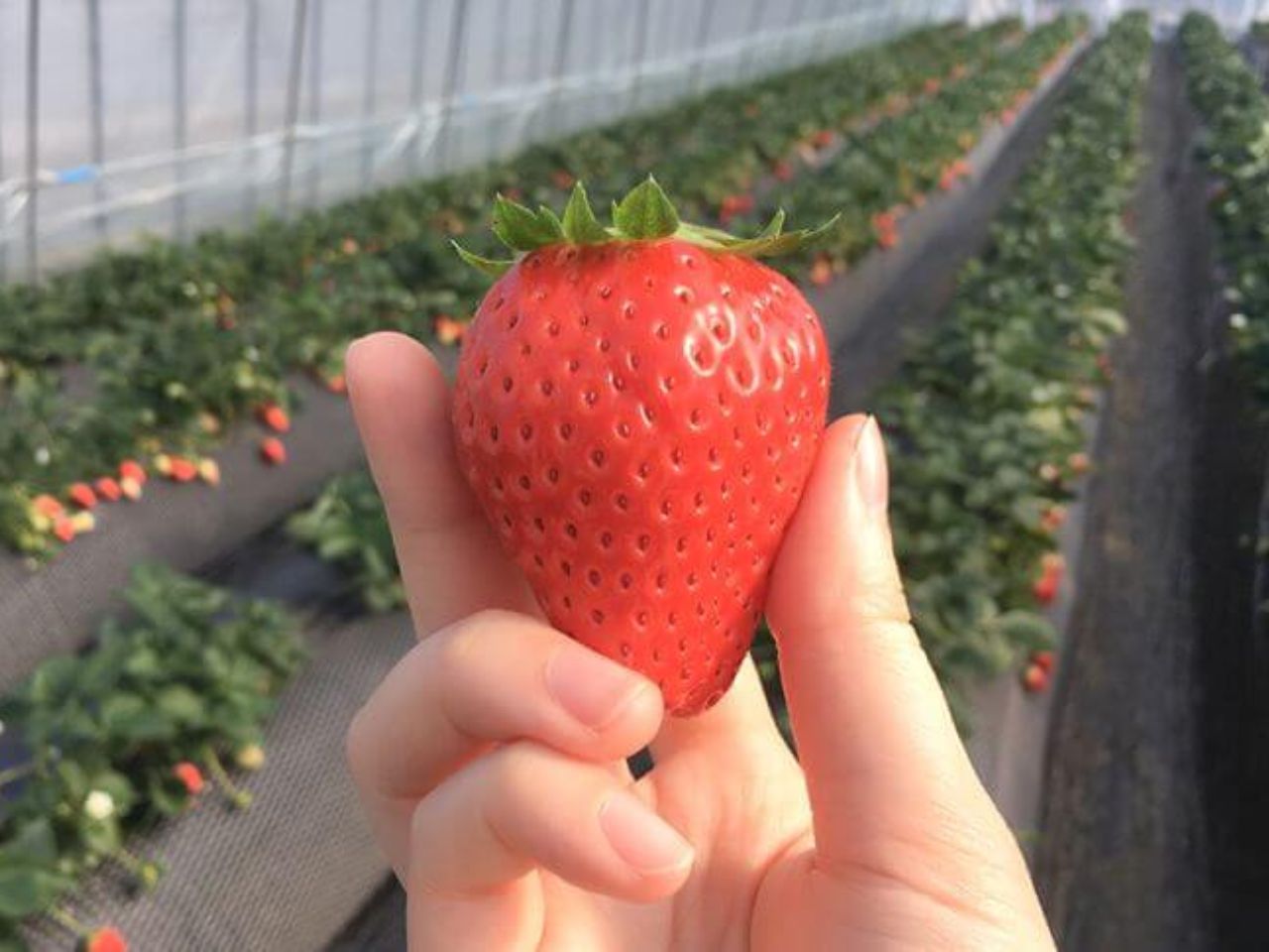関東でジューシーないちご狩りができるラストチャンス
