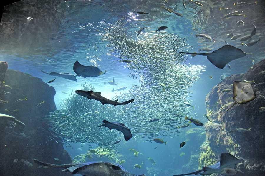 新江ノ島水族館
