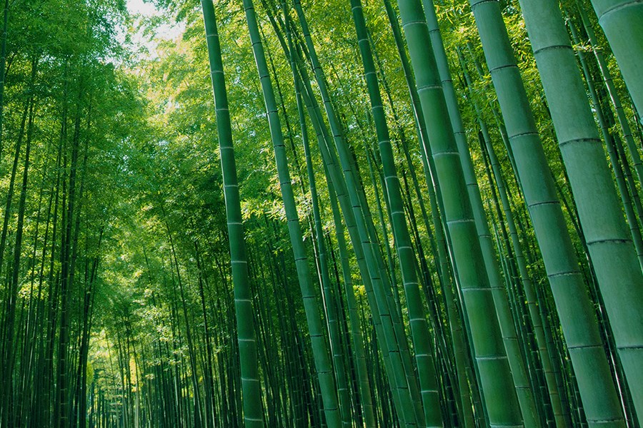 若山農場