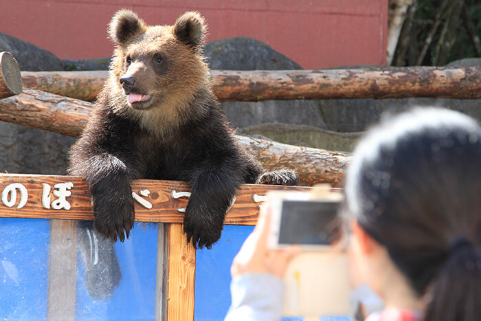 のぼりべつクマ牧場