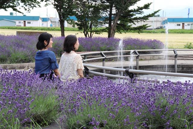 北海道_日の出公園ラベンダー園