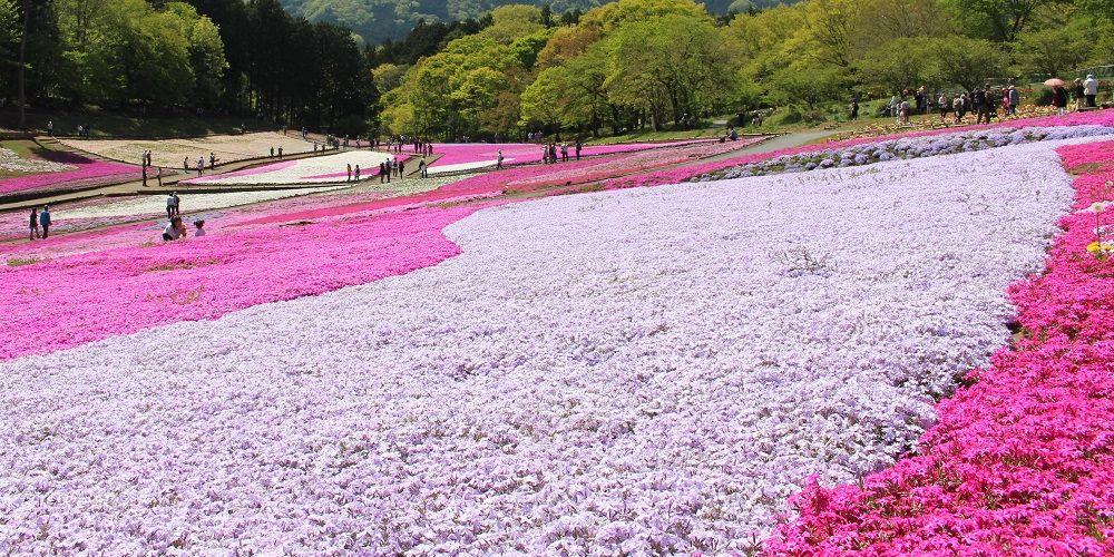 羊山公園・芝桜の丘
