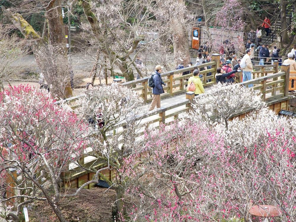 熱海梅園